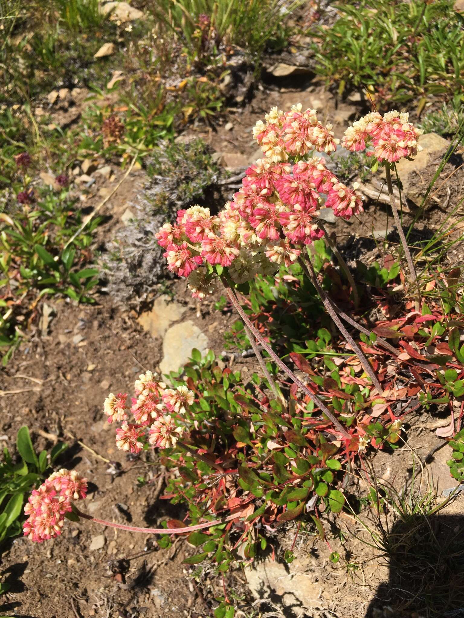 صورة Eriogonum umbellatum var. majus Hooker