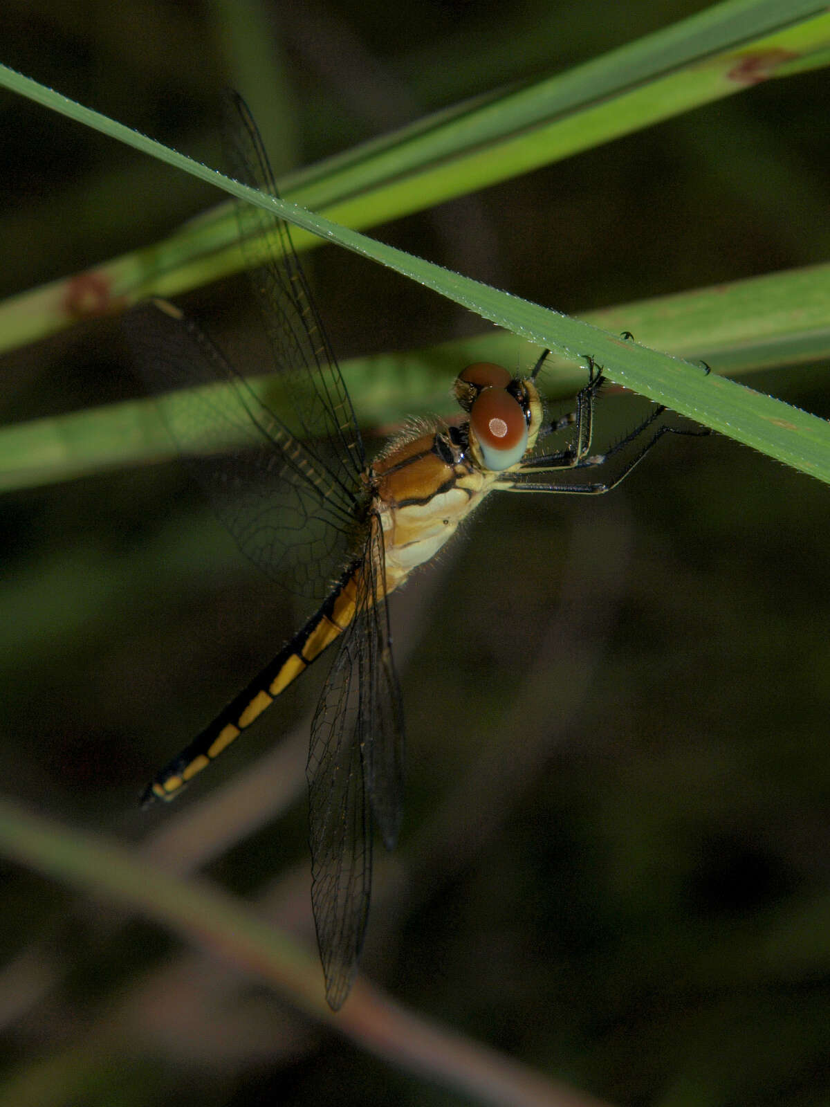 Слика од Aethiothemis solitaria Martin 1908