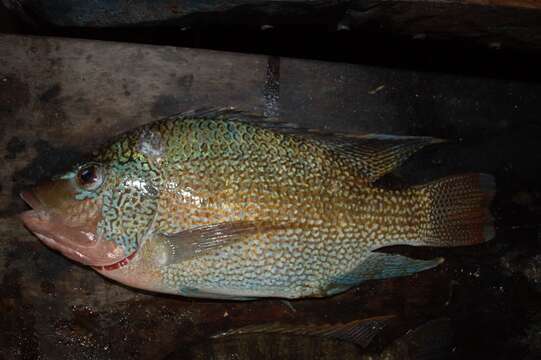 Image of Tanganyika tilapia