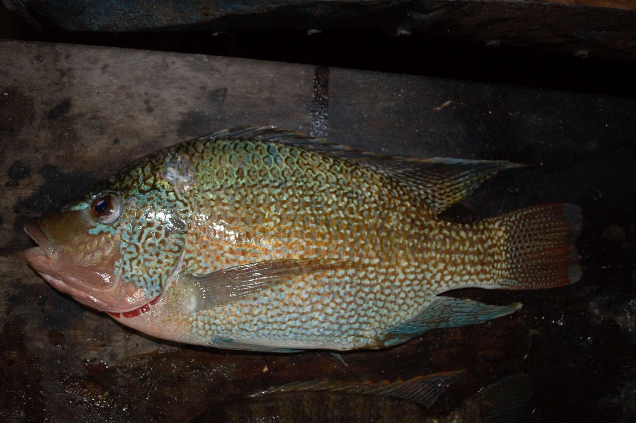 Image of Tanganyika tilapia