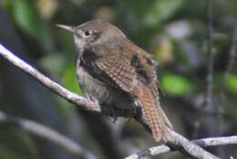 Слика од Troglodytes aedon parkmanii Audubon 1839