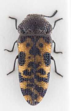 Image de Acmaeodera marginenotata Chevrolat 1867