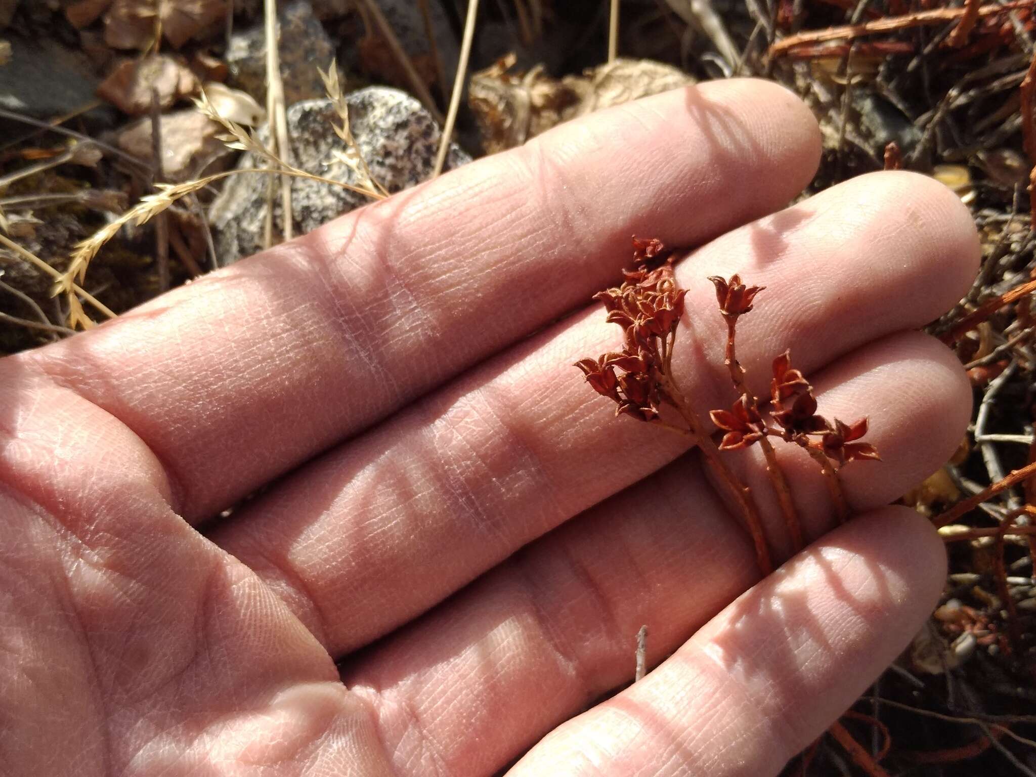 Image of Rhodiola coccinea (Royle) A. Boriss.