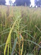 Image of tidalmarsh amaranth