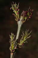 Image of Fraxinus angustifolia subsp. angustifolia