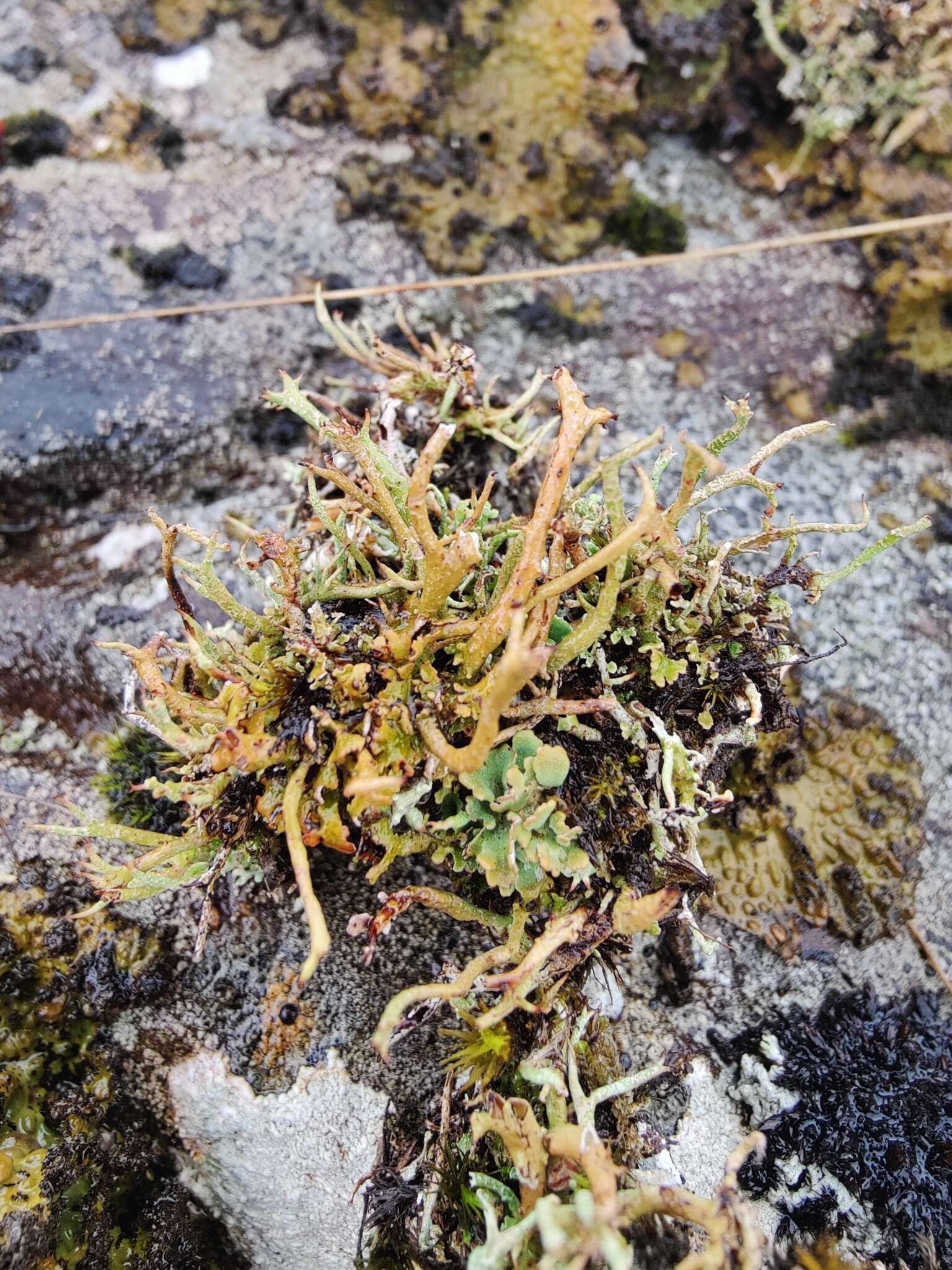 Image of cup lichen