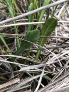 Image de Elytraria caroliniensis (J. F. Gmel.) Pers.