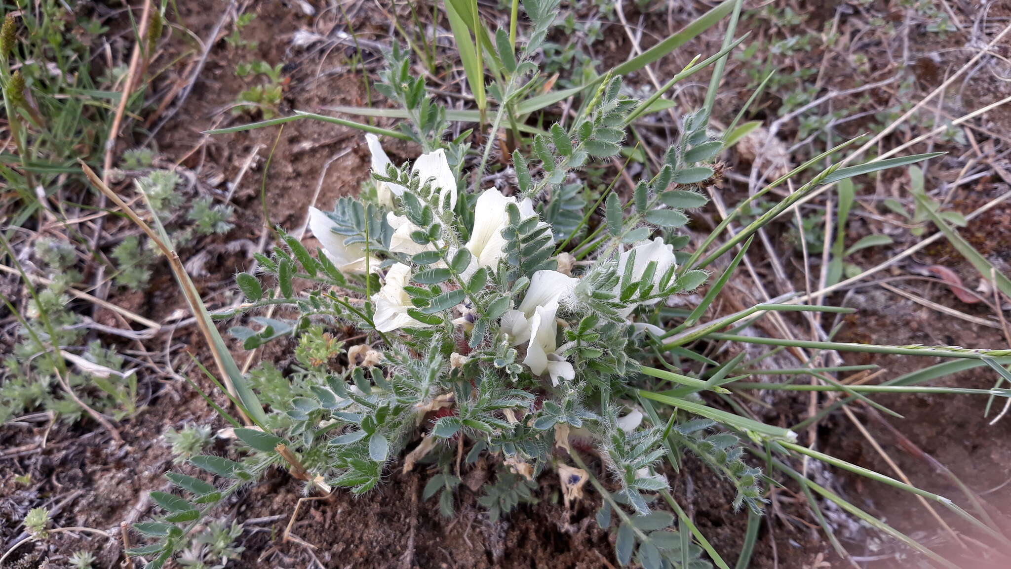 Plancia ëd Oxytropis includens Basil.