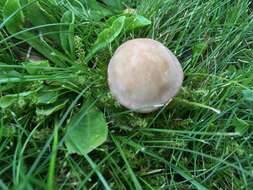 Image of Calocybe carnea (Bull.) Donk