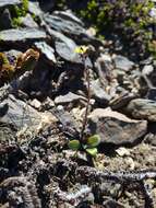 Image of Myosotis australis subsp. australis