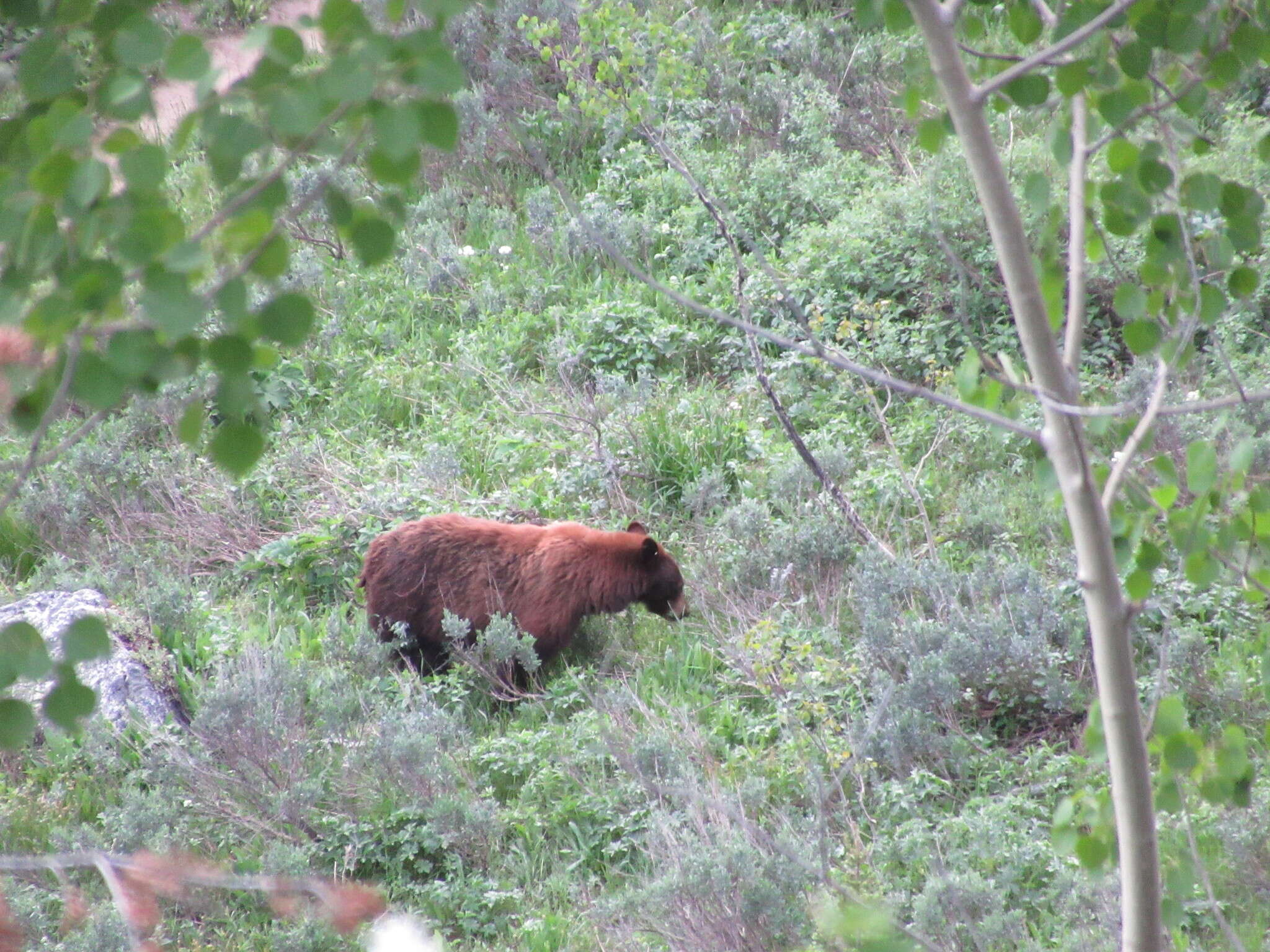 Image of Cinnamon bear