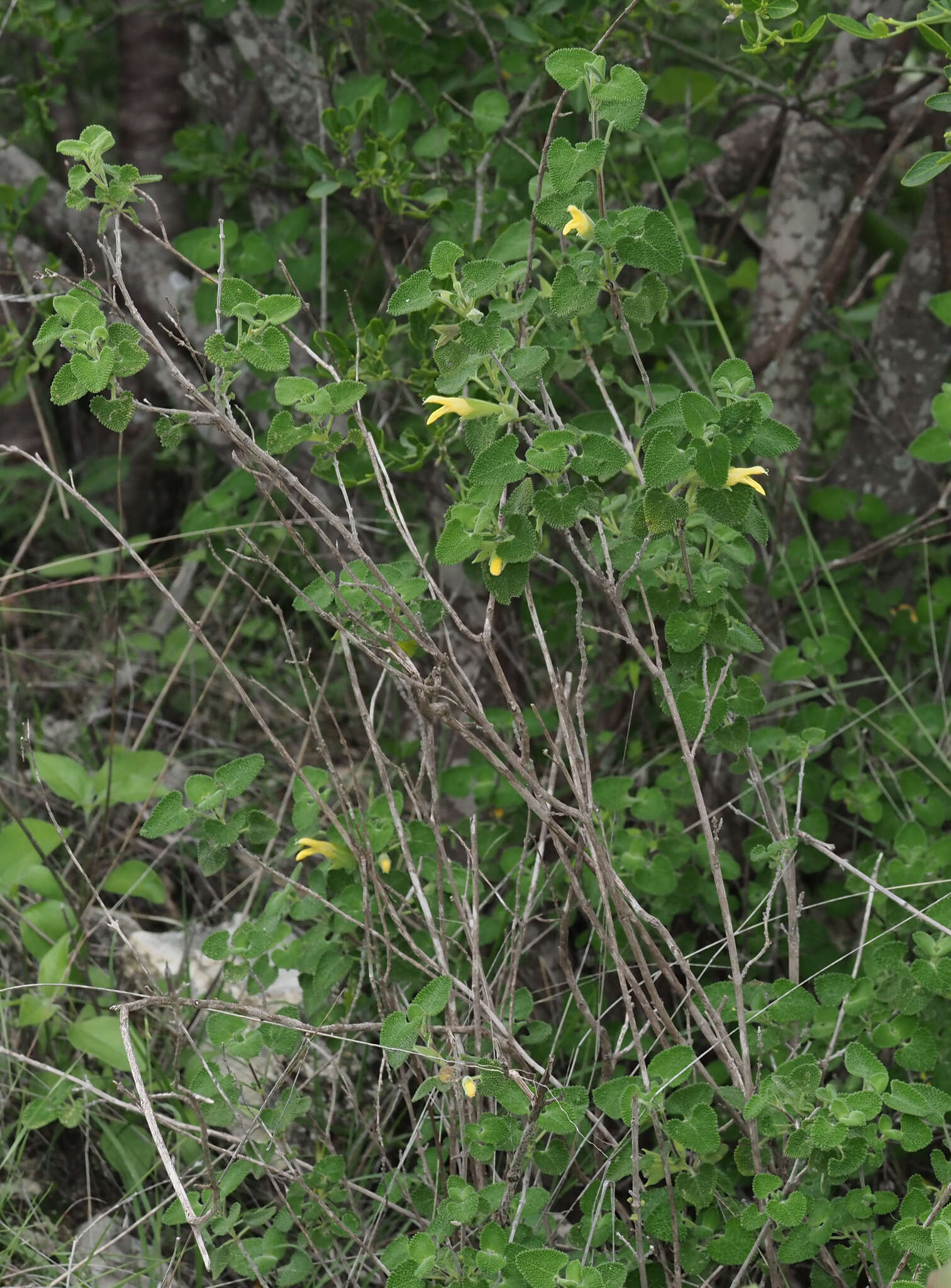 Image of Salvia aspera M. Martens & Galeotti