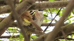 Image of Yellow-vented Bulbul