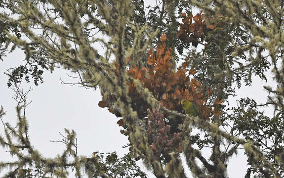 Image of Fuertes's Parrot