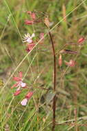 Pterogastra divaricata (Bonpl.) Naud.的圖片