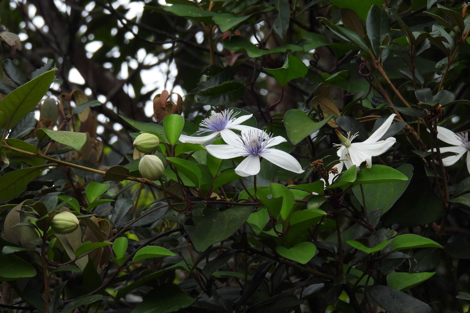 Image of Clematis akoensis Hayata