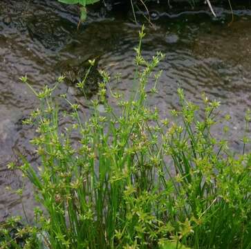 Juncus prismatocarpus subsp. leschenaultii (Gay ex Laharpe) Kirschner resmi