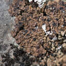 Image of lecidea lichen