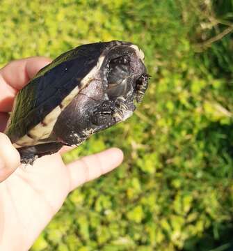 Image of Mexican Giant Musk Turtle