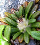 Image of Oldenburgia paradoxa Less.