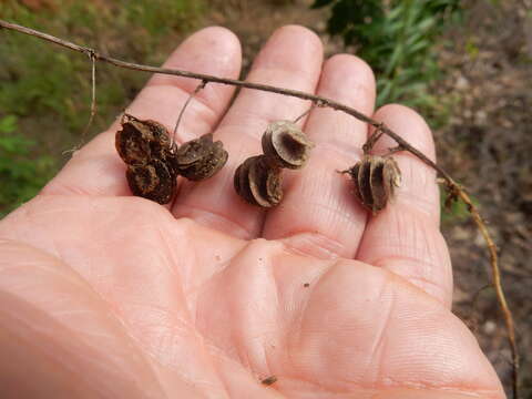 Image of blackdisk medick