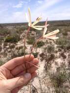 Image of Geissorhiza exscapa (Thunb.) Goldblatt