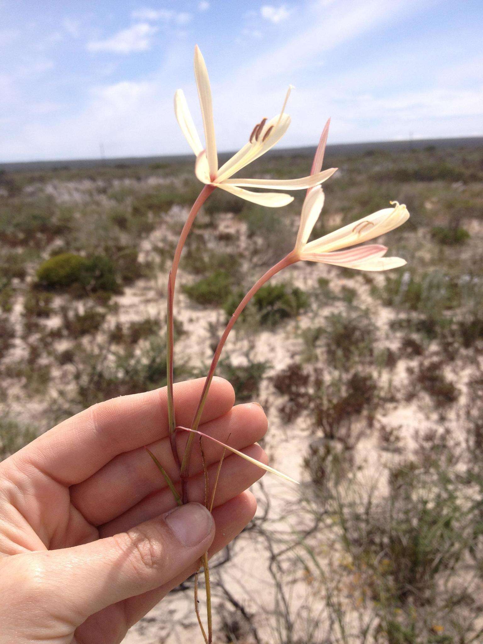 Geissorhiza exscapa (Thunb.) Goldblatt resmi