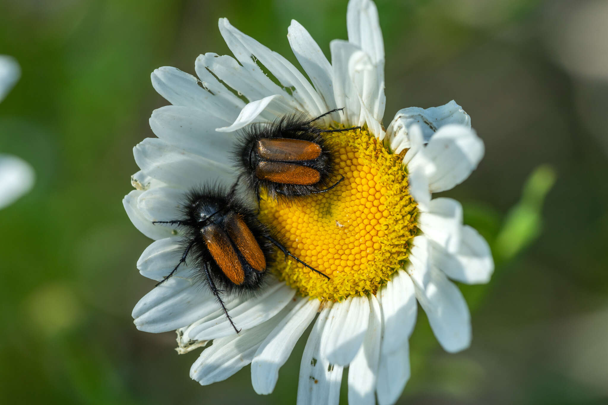 صورة Eulasia (Eulasia) bombyliformis (Pallas 1781)