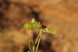 Image of showy pigeonpea