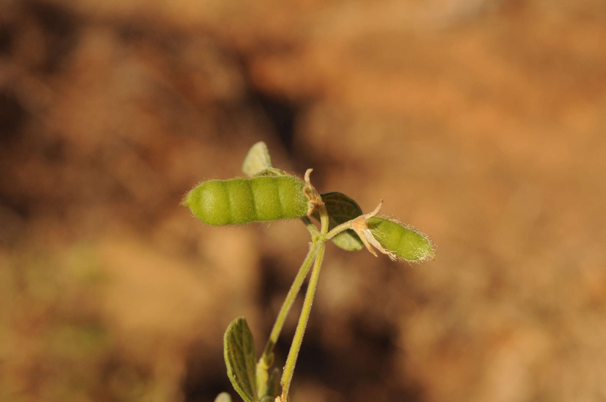 Image of showy pigeonpea