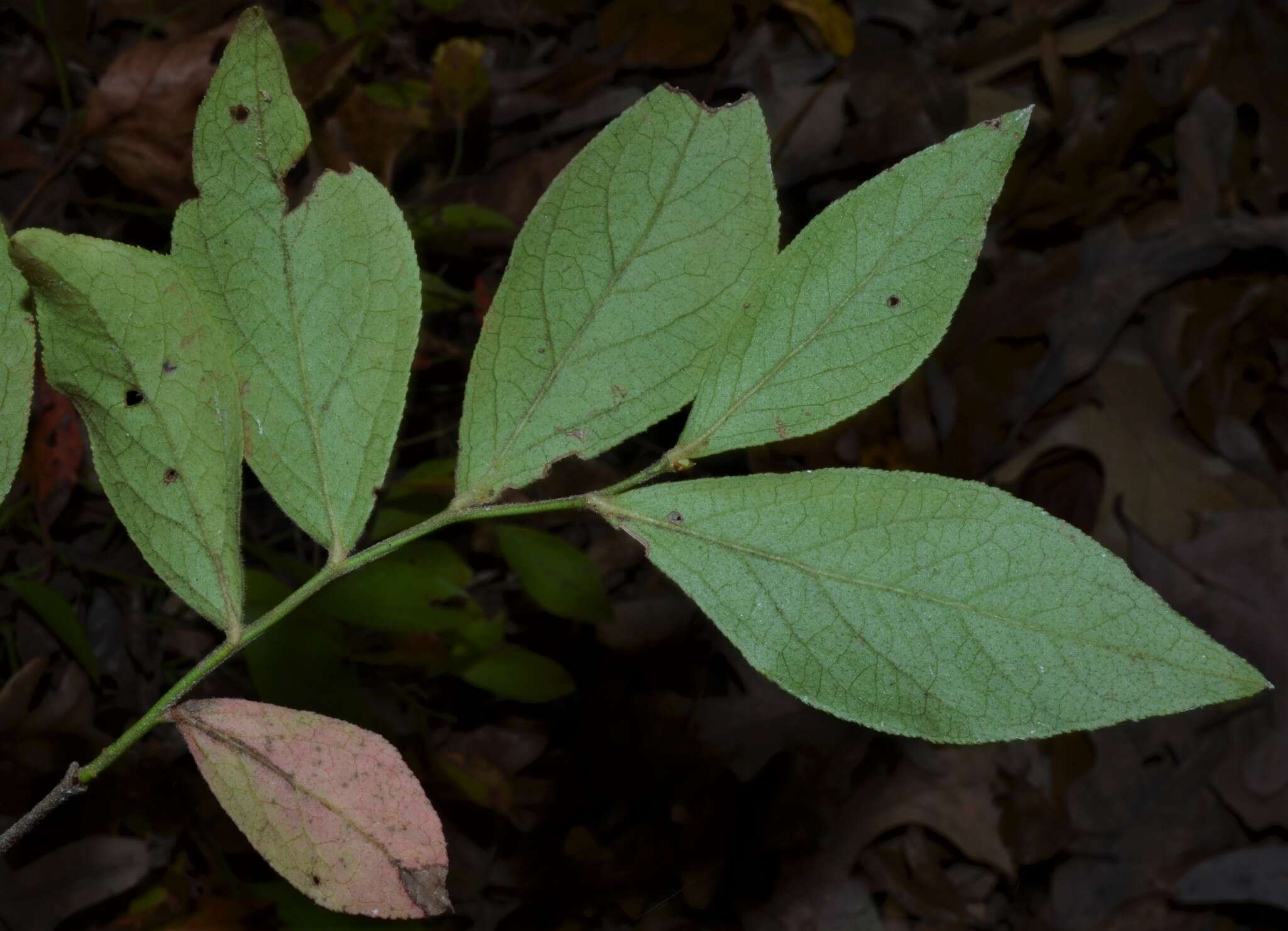 Image de Vaccinium virgatum Ait.