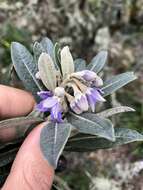 Image of Solanum stenophyllum Humb. & Bonpl. ex Dun.