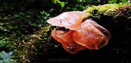 Image of Auricularia delicata (Mont. ex Fr.) Henn. 1893