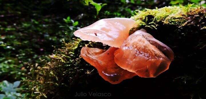 Image of Auricularia delicata (Mont. ex Fr.) Henn. 1893