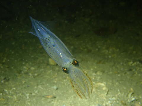 Image of European common squid