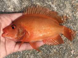 Image of Midas cichlid