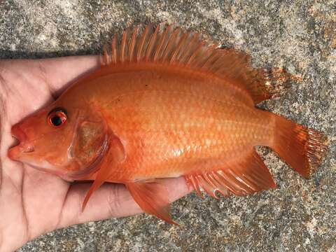 Amphilophus citrinellus (Günther 1864) resmi