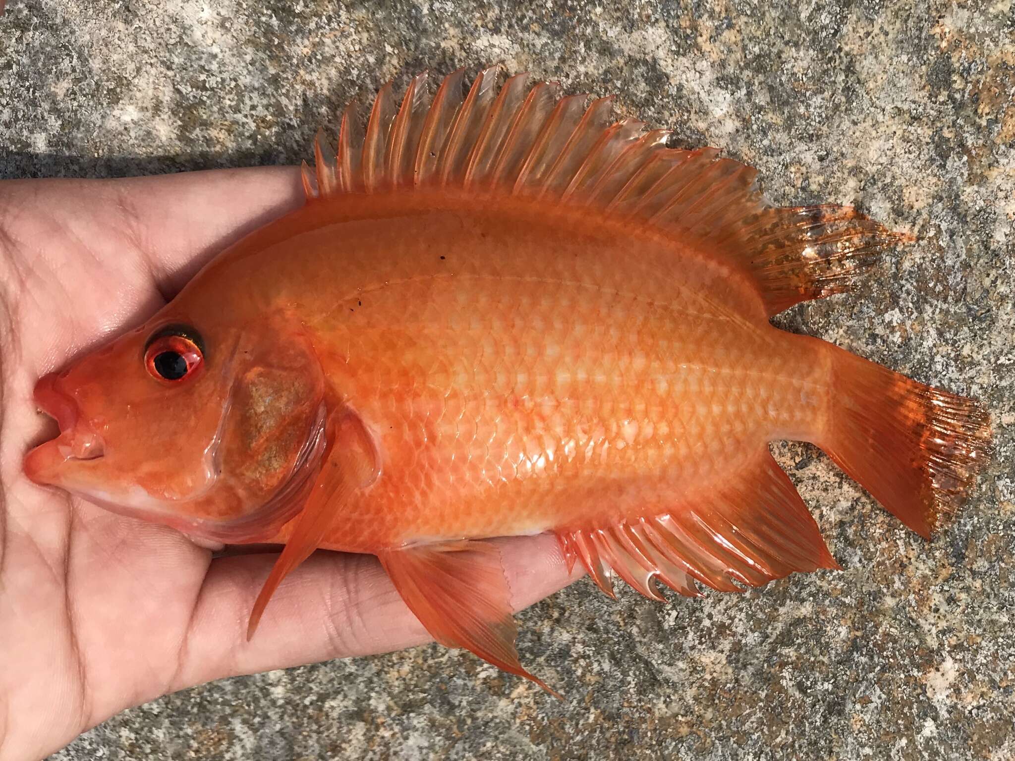 Image of Midas cichlid