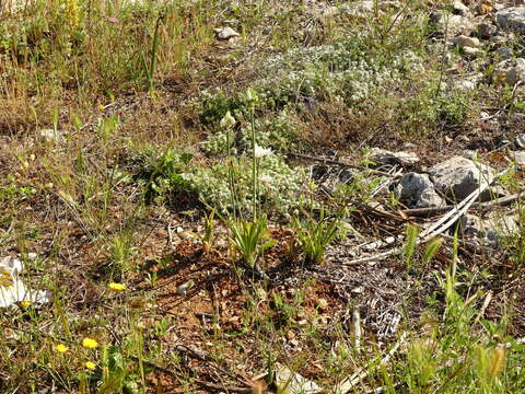 Image of Ornithogalum arabicum L.