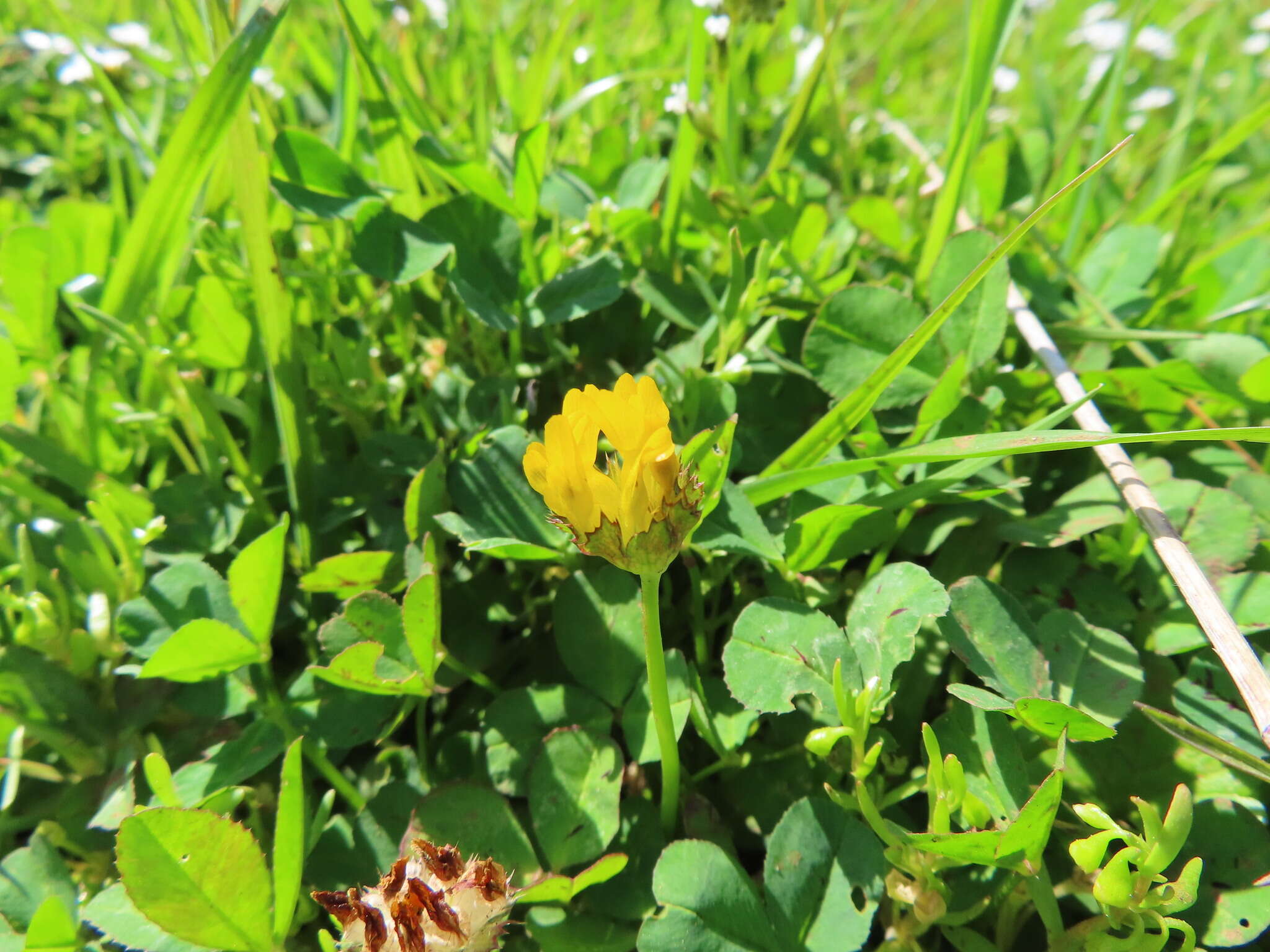 Sivun Trifolium jokerstii Vincent & Rand. Morgan kuva