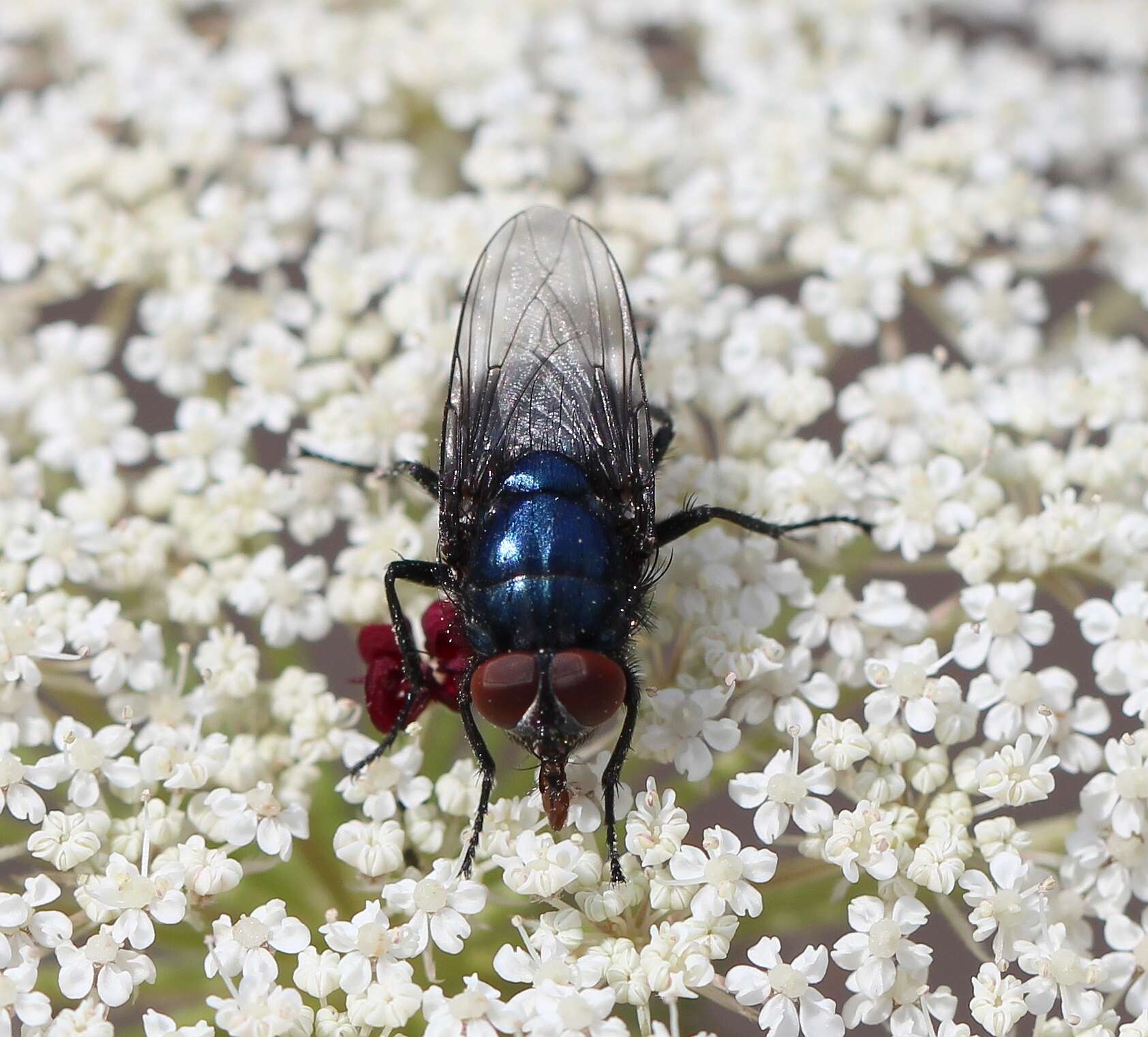 Image of Protocalliphora azurea (Fallen 1817)