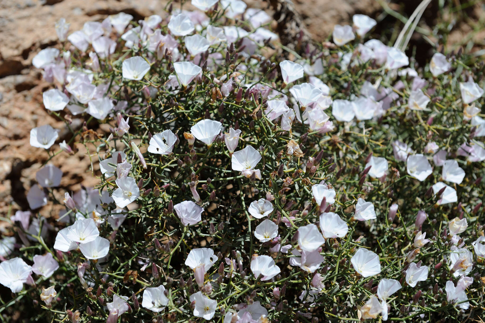 Convolvulus trabutianus Schweinf. & Muschler的圖片