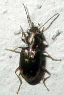 Image of Bembidion (Notaphocampa) foveolatum Dejean 1831