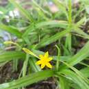 Image of Hypoxis potosina Brackett