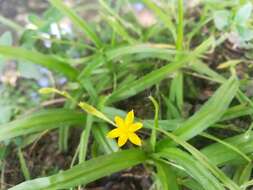 Image of Hypoxis potosina Brackett