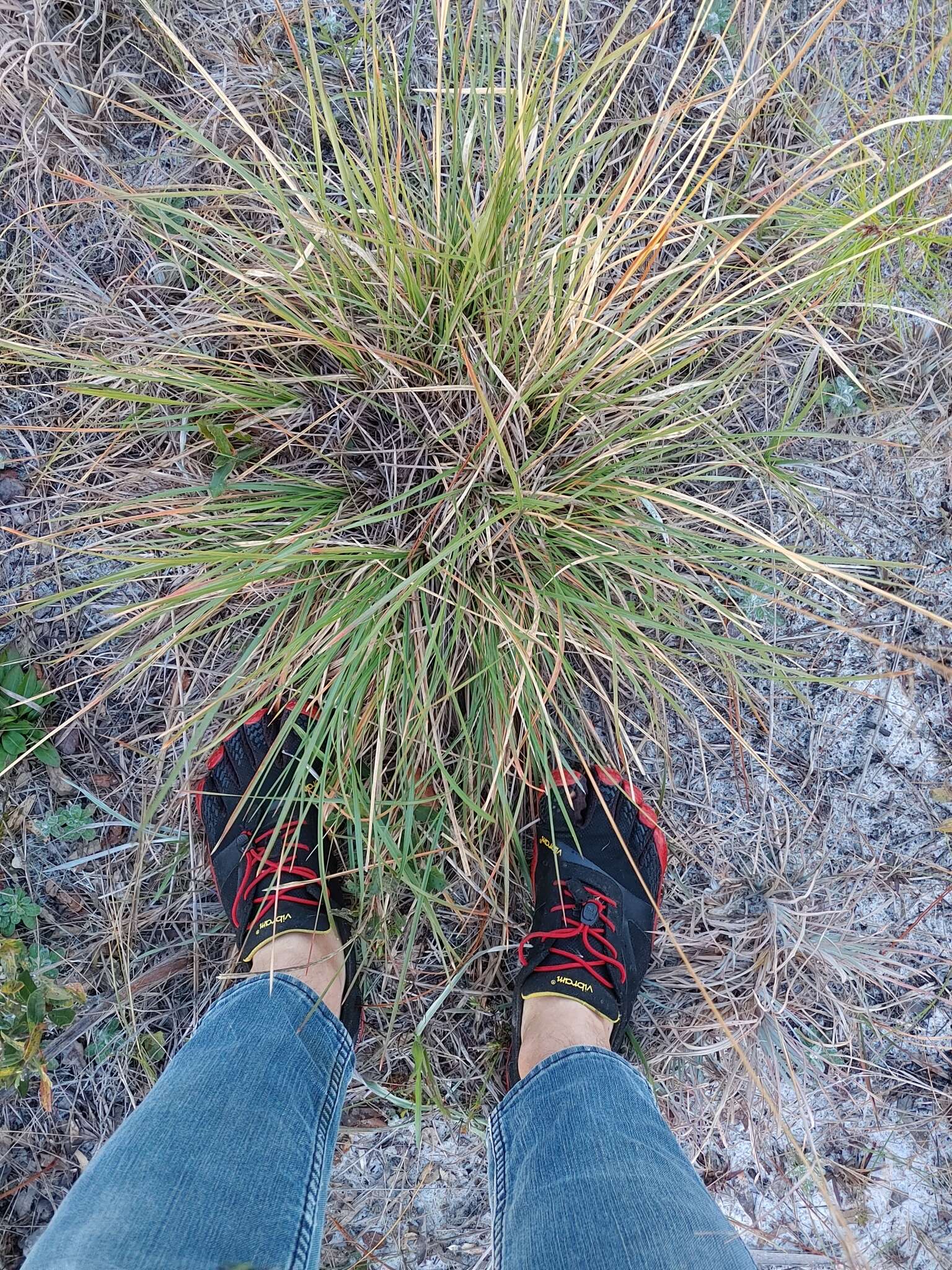 Image of Florida Dropseed