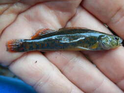 Image of Redfin Darter