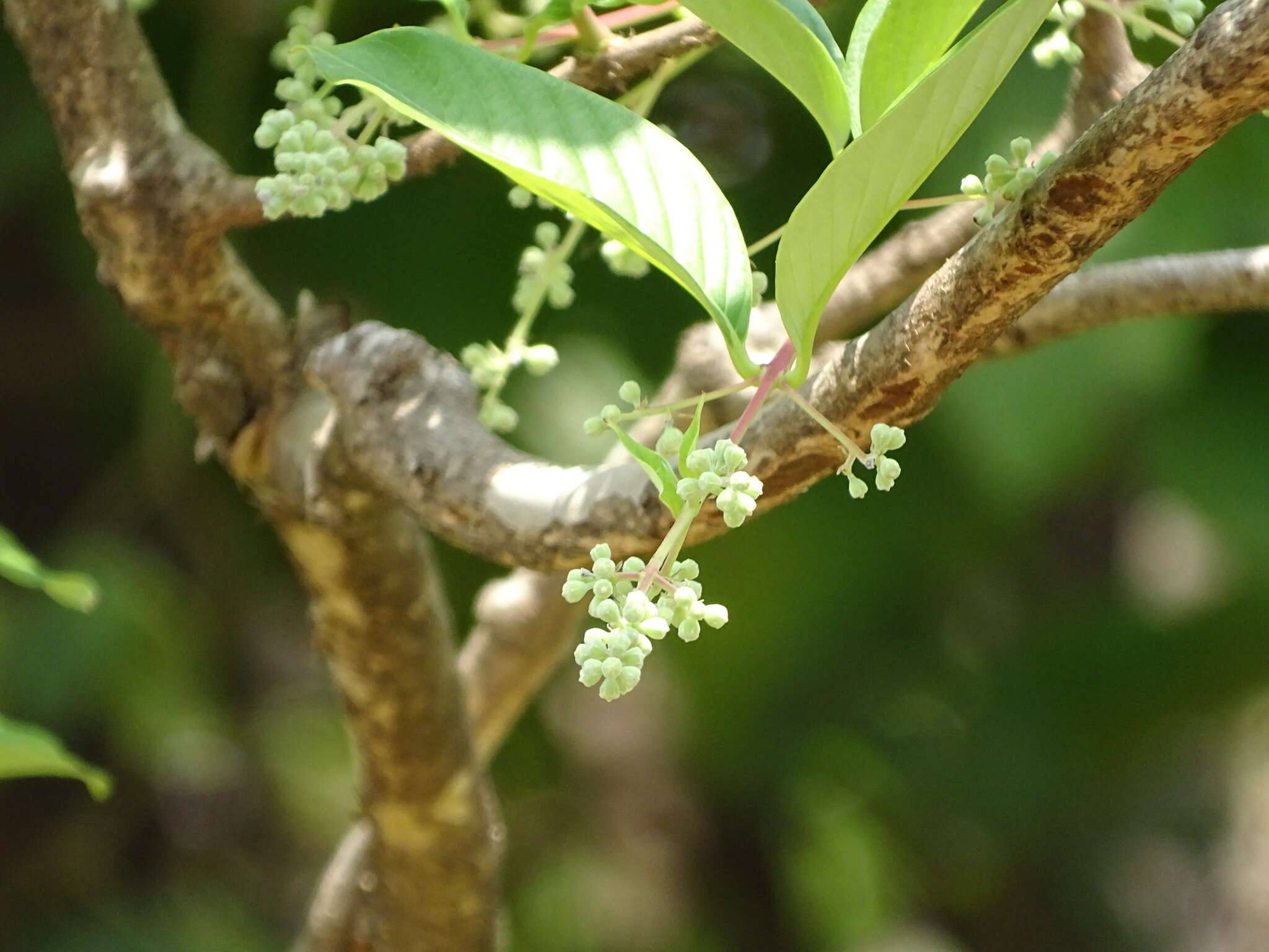 Plancia ëd Lagerstroemia microcarpa Wight