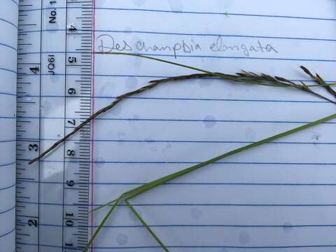 Image de Deschampsia elongata (Hook.) Munro