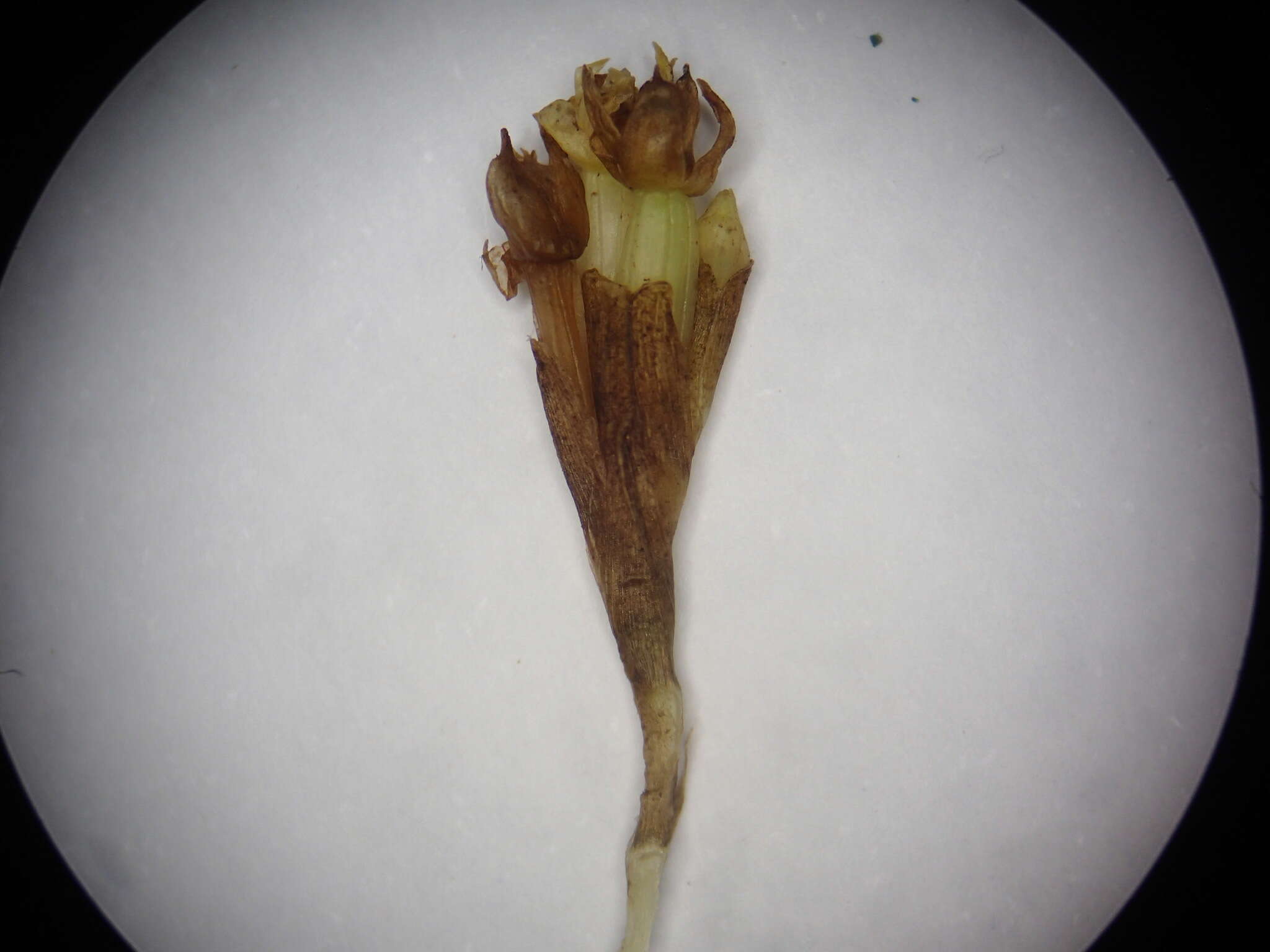 Image of Agrostophyllum occidentale Schltr.